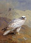 A Greenland or Gyr Falcon by Archibald Thorburn